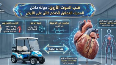 "إنفوجرافيك تعليمي من موسوعة الماسة يقارن بين حجم قلب الحوت الأزرق البالغ وحجم عربة جولف صغيرة، موضحاً حقائق علمية: الوزن (180-200 كجم)، قوة الدفع (220 لتر في النبضة)، ونبضتان فقط في الدقيقة عند الغوص، مع رسم توضيحي لشرايين يمكن السباحة بداخلها."
