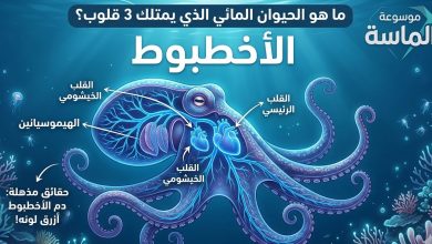 "رسم توضيحي (إنفوجرافيك) من موسوعة الماسة يظهر تشريح الأخطبوط في أعماق المحيط، مع تحديد القلوب الثلاثة (القلب الرئيسي والقلبان الخيشوميان) وكتابة توضيحية بالعربية حول لون دمه الأزرق وبروتين الهيموسيانين."
