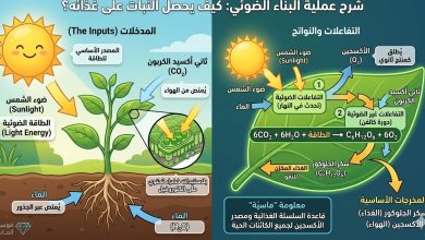 "رسم توضيحي لعملية البناء الضوئي يوضح دخول الشمس والماء وخروج الأكسجين وسكر الجلوكوز."
