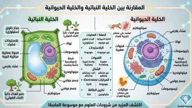 إنفوجرافيك تعليمي شامل يوضح الفروقات الجوهرية بين الخلية النباتية والحيوانية، يشمل الجدار الخلوي، البلاستيدات الخضراء، الفجوات العصارية، وشكل الخلية، مع جدول مقارنة باللغة العربية.