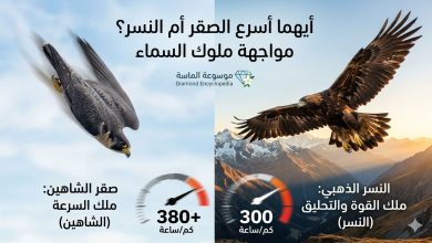 صورة مركبة تظهر صقر الشاهين في حالة انقضاض ونسر ذهبي يحلق بجناحين عريضين - موسوعة الماسة.