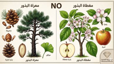 توضيحي يقارن بين النباتات معراة البذور (المخروطيات) والنباتات مغطاة البذور (الأزهار والثمار) مع تسميات توضيحية للأجزاء، مصمم لطلاب الحادي عشر في موسوعة الماسة."