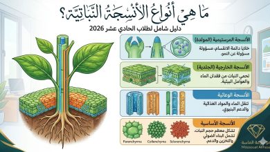مخطط تعليمي شامل يوضح أنواع الأنسجة النباتية الأربعة (المرستيمية، الخارجية، الوعائية، والأساسية) مع شرح وظائفها لطلاب الصف الحادي عشر، مع شعار موسوعة الماسة."