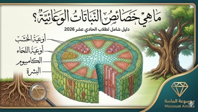 مخطط تعليمي يوضح خصائص النباتات الوعائية وتشريح الساق (الخشب واللحاء) لطلاب الصف الحادي عشر، مع شعار موسوعة الماسة."